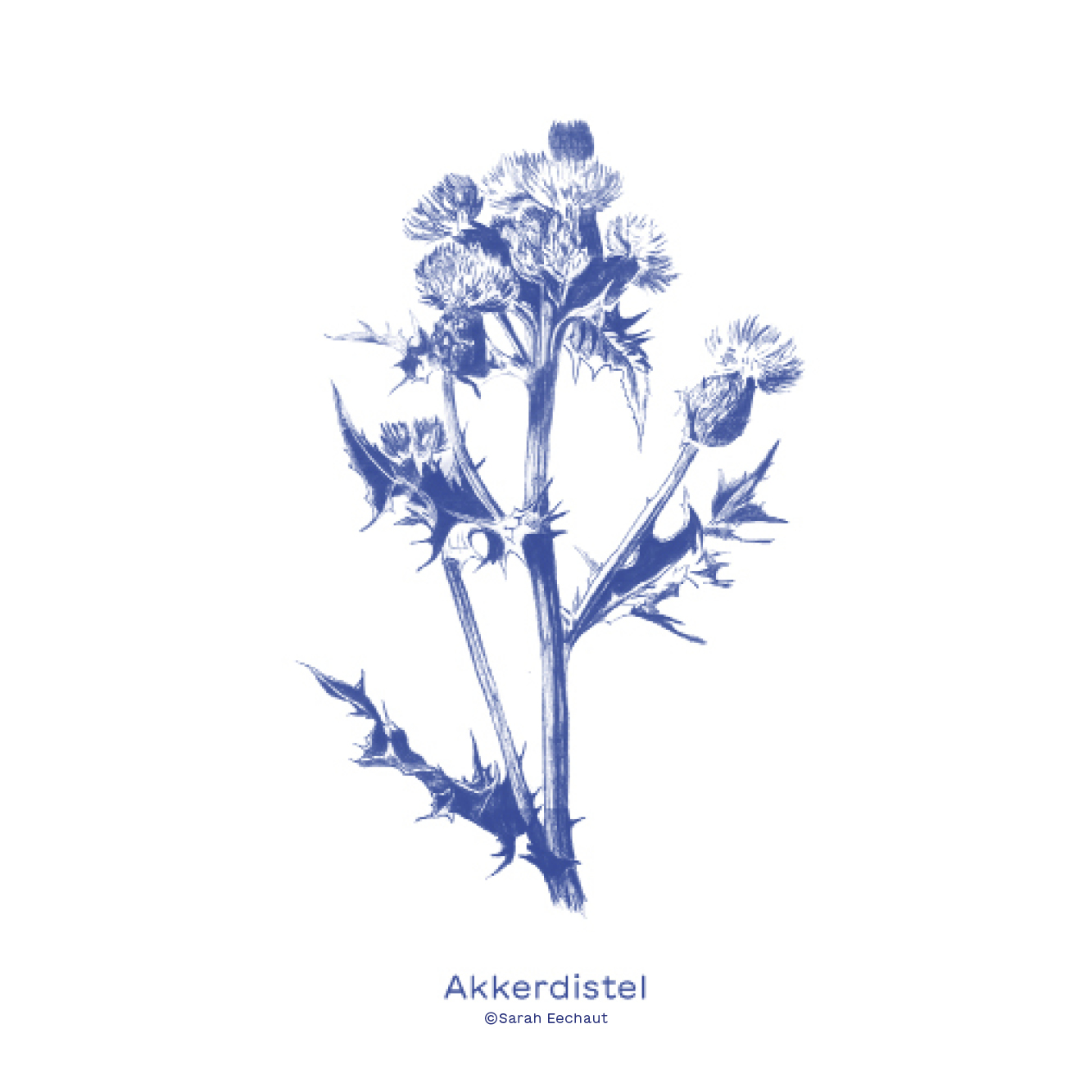 Wildkruid_Akkerdistel